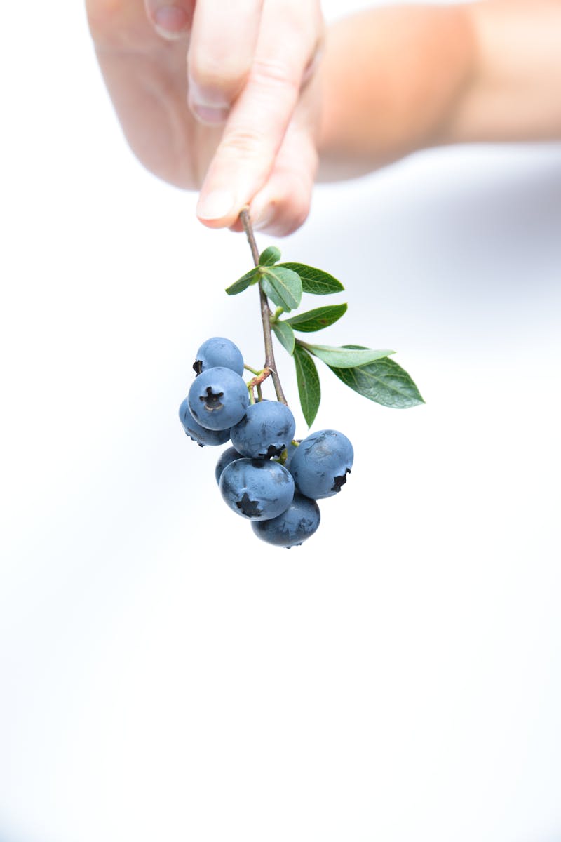 Person Holding Black Currants