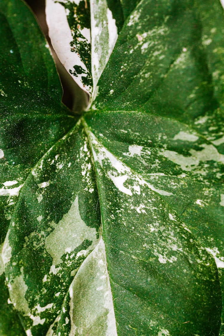 Macro Photo Of A Green And White Leaf