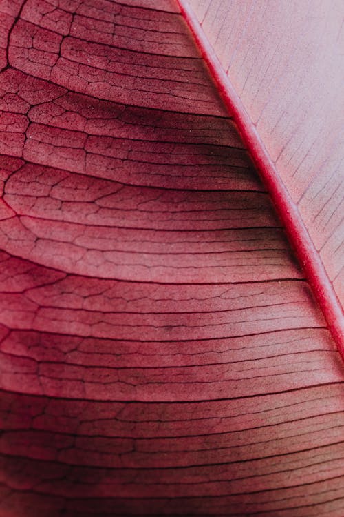 Macro Photo of a Leaf