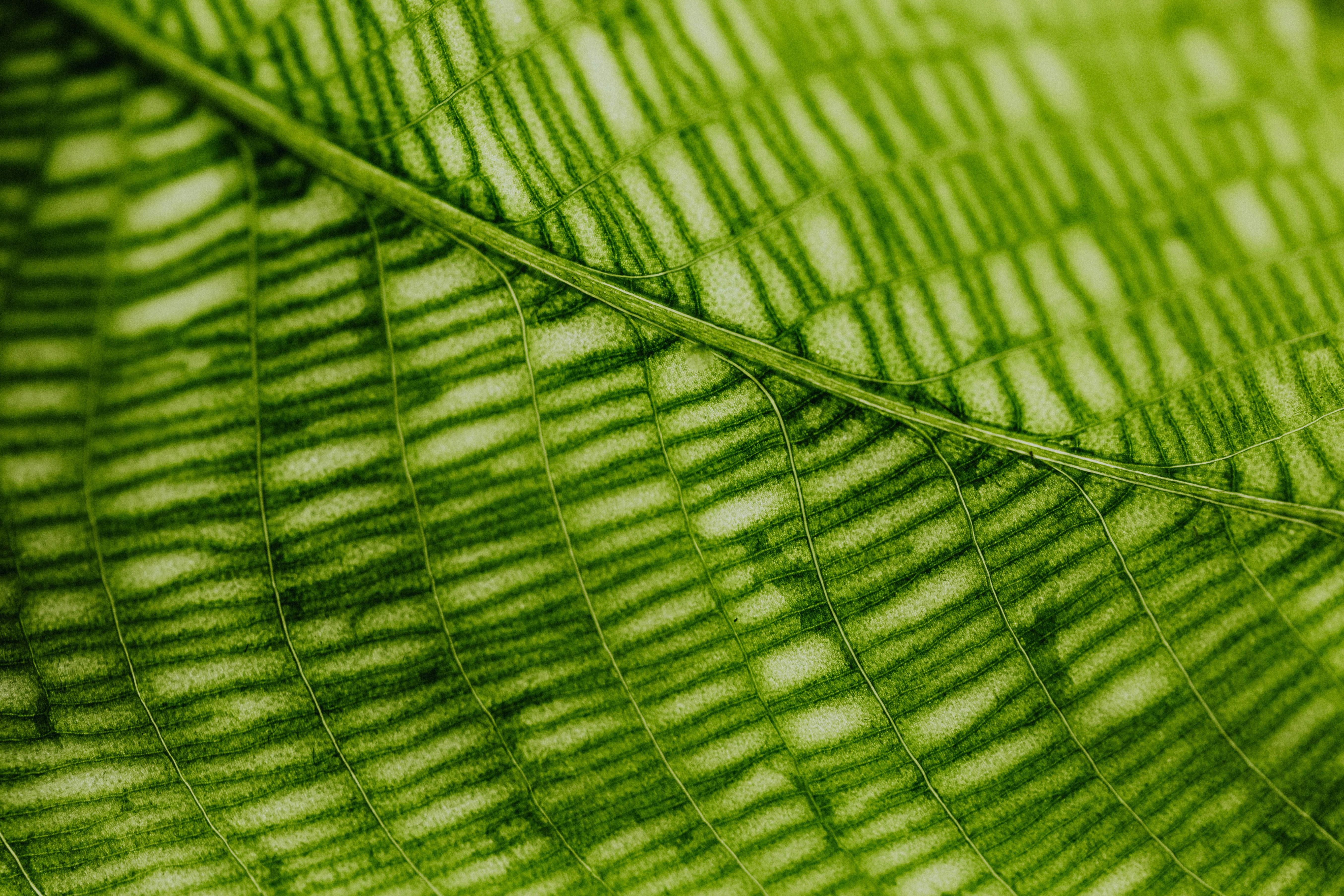 macro photography of green leaf