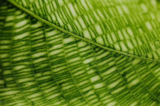 Macro Photography of Green Leaf