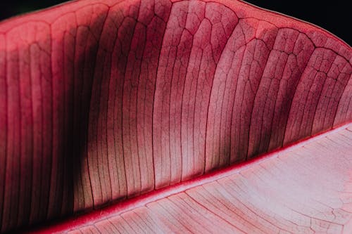 Pink Leaf in Macro Photography
