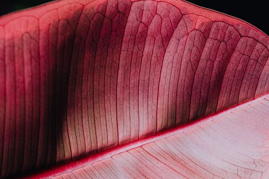 Macro shot showcasing detailed texture and veins of a vibrant red leaf, perfect for botanical designs.