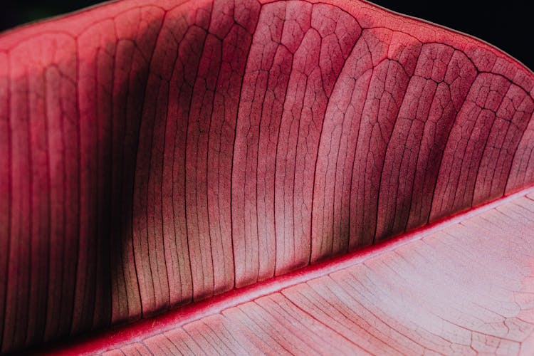 Pink Leaf In Macro Photography