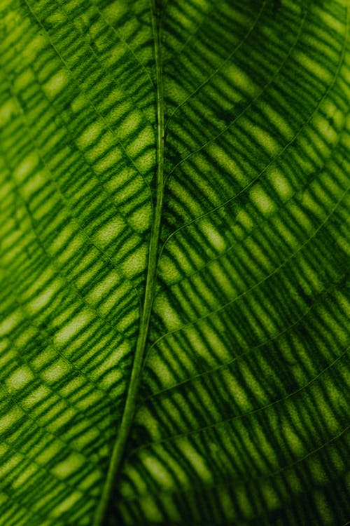 Macro Photo of a Leaf