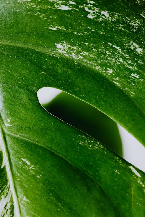 Macro Photo of a Leaf