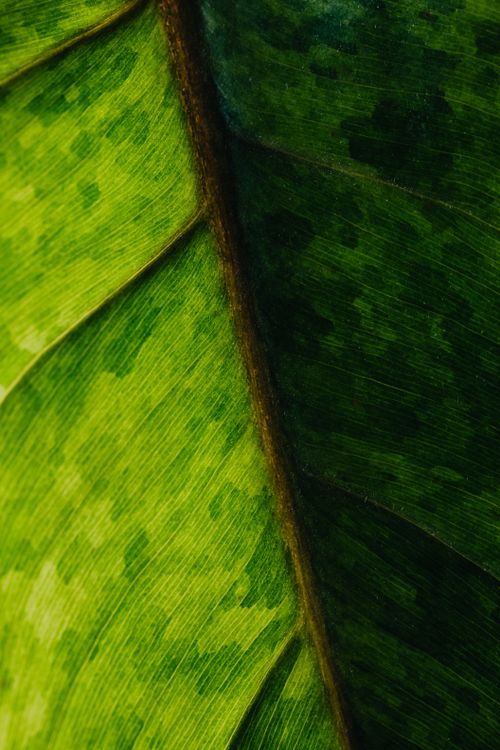 Free Detailed macro shot of a vivid green leaf showing natural patterns and textures. Stock Photo