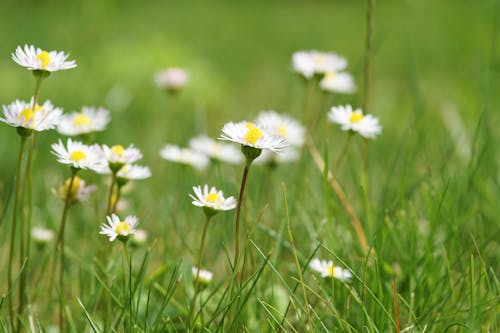 Bunga Putih Dikelilingi Rumput