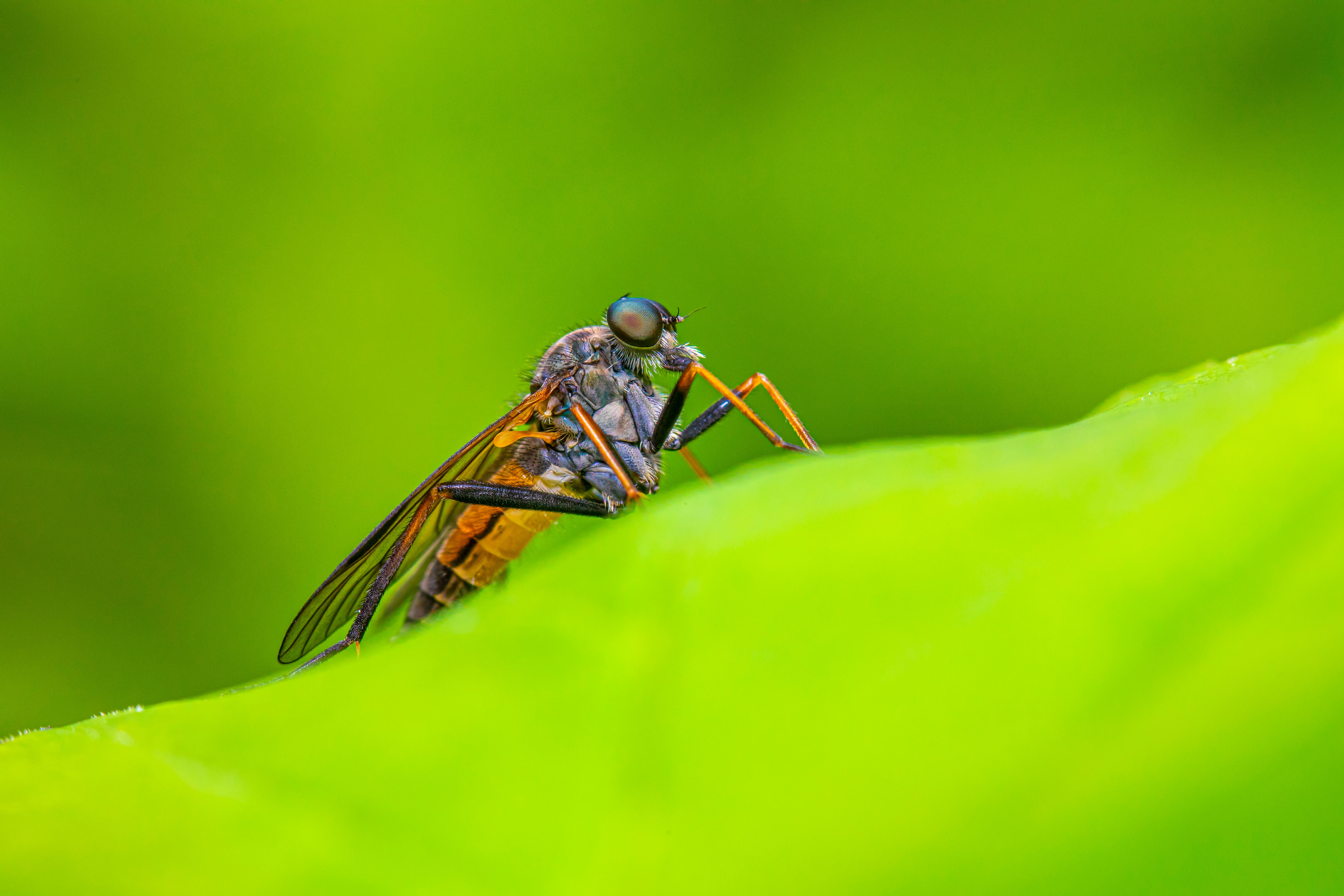 Black Red and Green Fly on White Flower Shallow Focus Photography ...