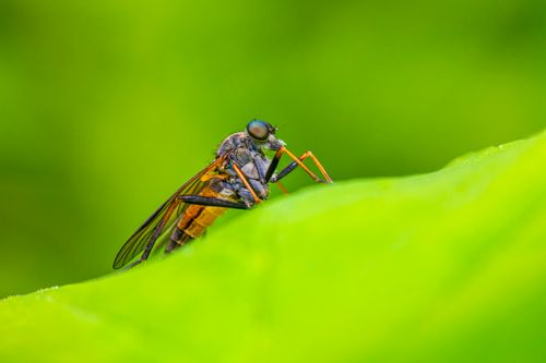 Free Macro shot of a robber fly resting on a green leaf with a vibrant green background in Estonia. Stock Photo