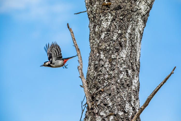 Close Up Photo Of Flying Great Spotted Woodpecker 