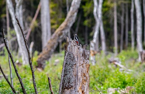 Great Spotted Woodpecker Perched on Tree