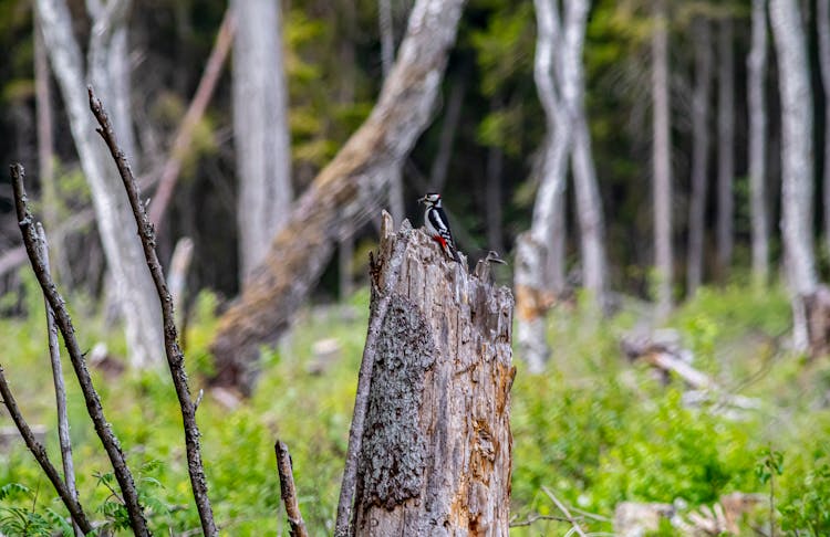 Great Spotted Woodpecker Perched On Tree