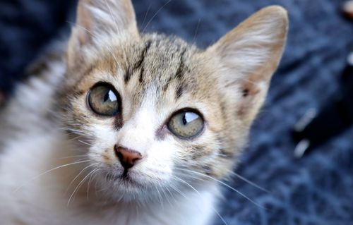 Free Captivating close-up of a cute kitten with bright eyes, perfect for cat lovers. Stock Photo