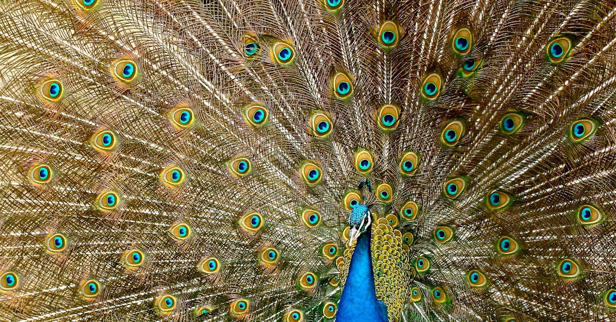 How to draw a peacock easy YouTube