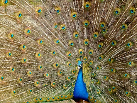 Blue Peacock