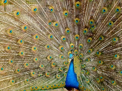 Indian Peafowl displaying