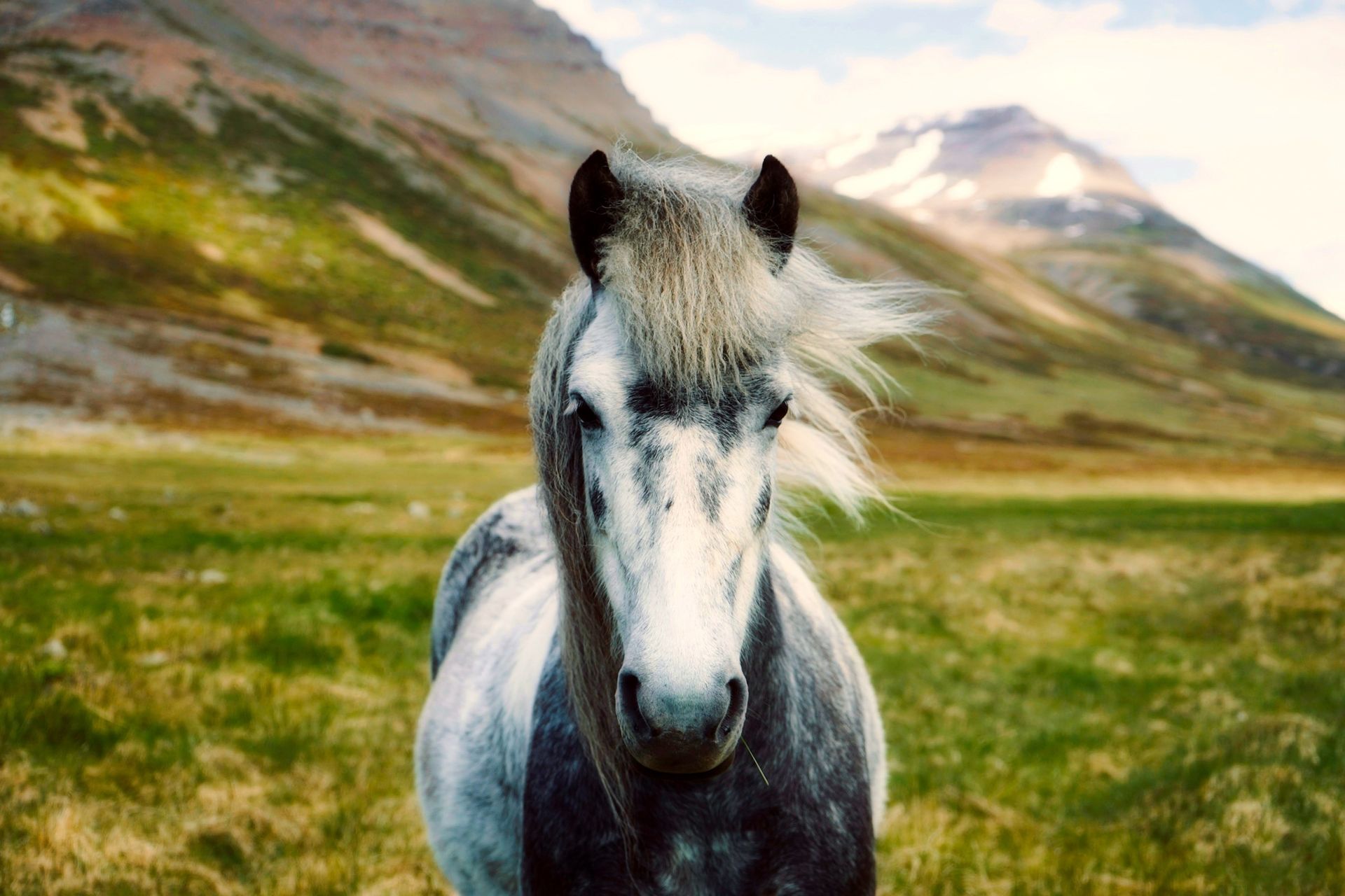 White Horse on Body of Mountain