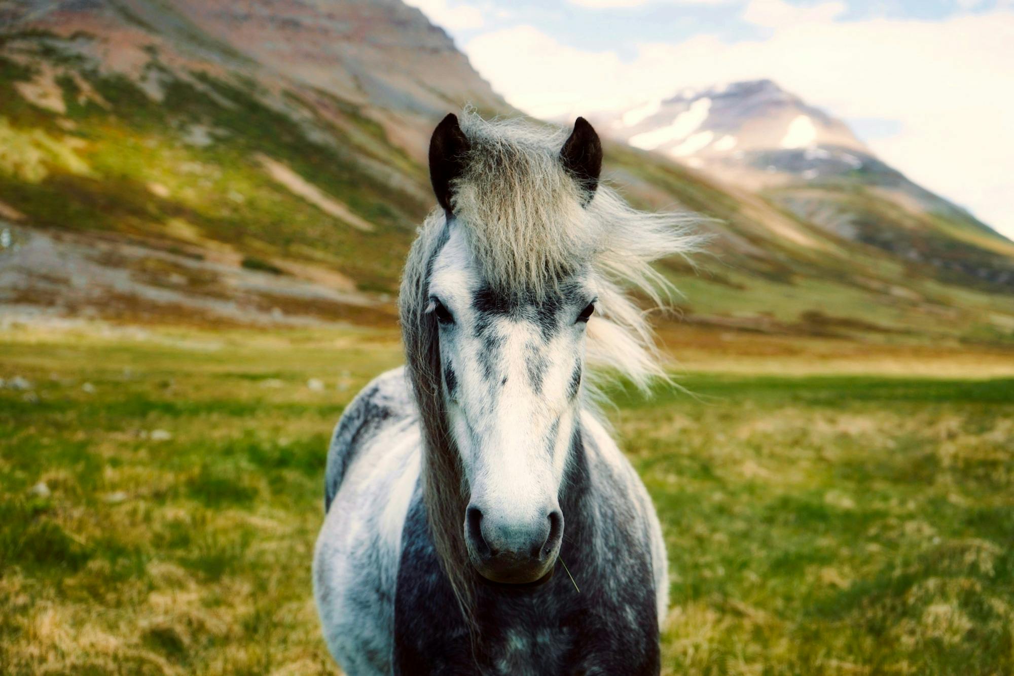 Concerned Horse Stock Photo by ©ca2hill 8963370