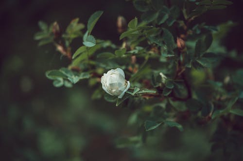 Free Blooming rose on green shrub in garden Stock Photo