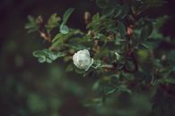 特写镜头中，宁静花园里一朵绿叶白玫瑰