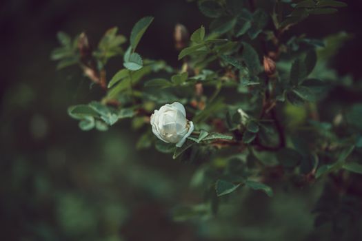 特写镜头中，宁静花园里一朵绿叶白玫瑰