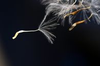 Shallow Focus Photography of White Dandelion