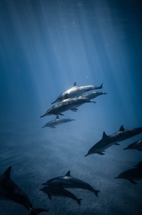 Dolphins Swimming in Sea