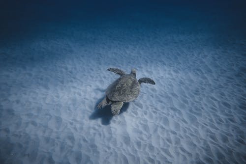 Foto stok gratis binatang, di bawah air, kehidupan liar