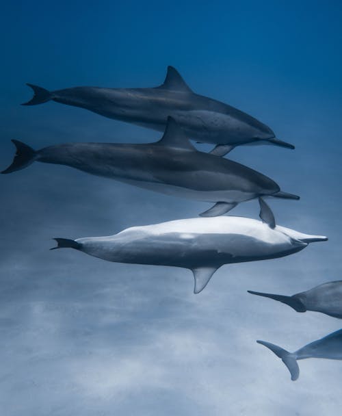 Photos gratuites de animaux, aquatique, dauphins