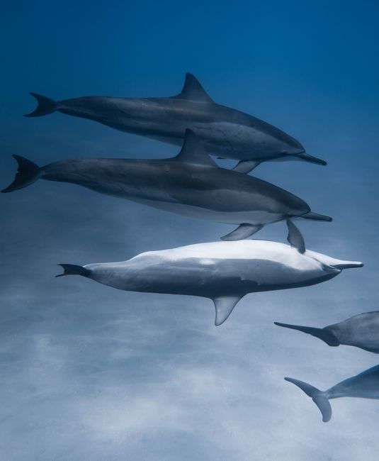 A captivating view of dolphins gracefully swimming underwater in the ocean.