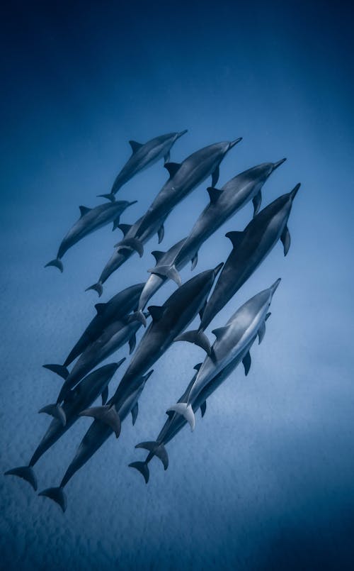 Free View of Dolphins Underwater Stock Photo
