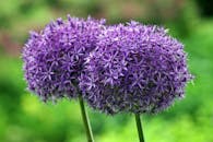 在郁郁葱葱的绿色背景下，紫色的葱花正充满活力地盛开