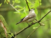 美丽的鸣禽栖息在郁郁葱葱的森林树枝上，展现了大自然的优雅