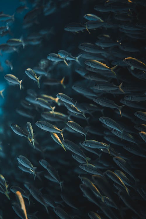 Free School of Fish in Water Stock Photo