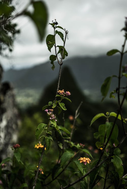 Green Plant With Yellow Flowers