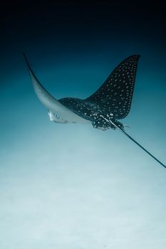 A mesmerizing view of a spotted eagle ray gracefully swimming in the ocean depths.