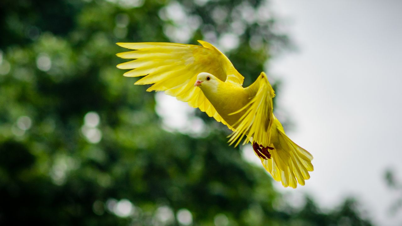 a vivid yellow dove soaring with wings spread wide captured mid flight