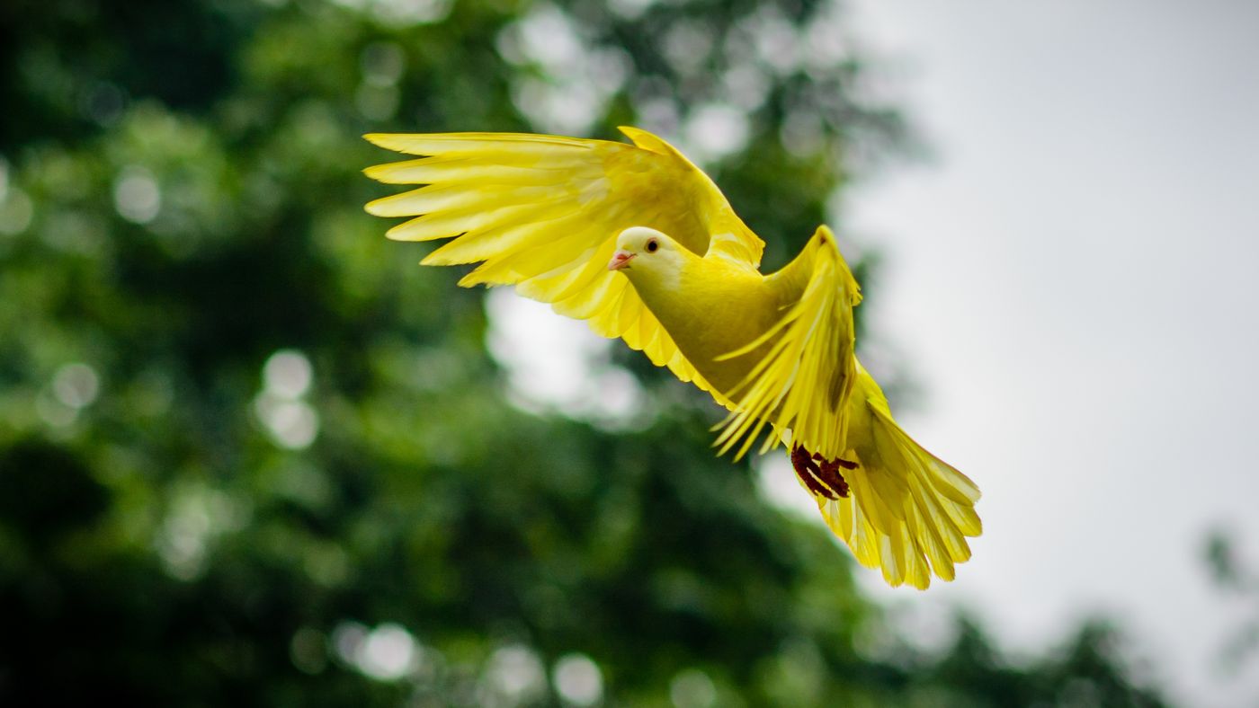 Why can hummingbirds hover and fly backward?