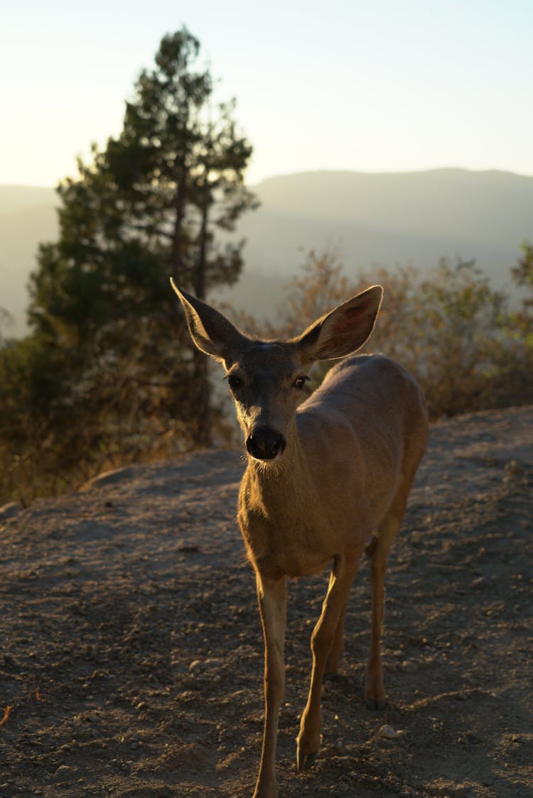 Brown Deer On Dirt Road