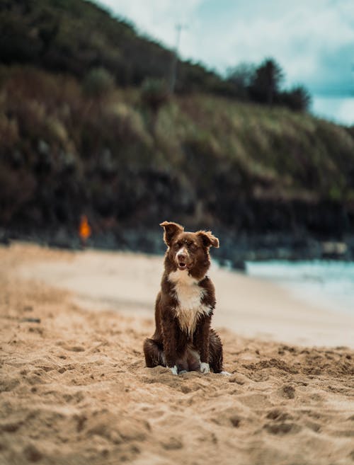 Brown and White Dog Sitting on Brown Sand Near Body of Water