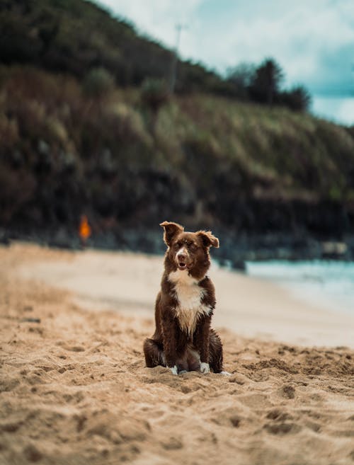 Fotobanka s bezplatnými fotkami na tému cicavec, domáce zviera, morský breh