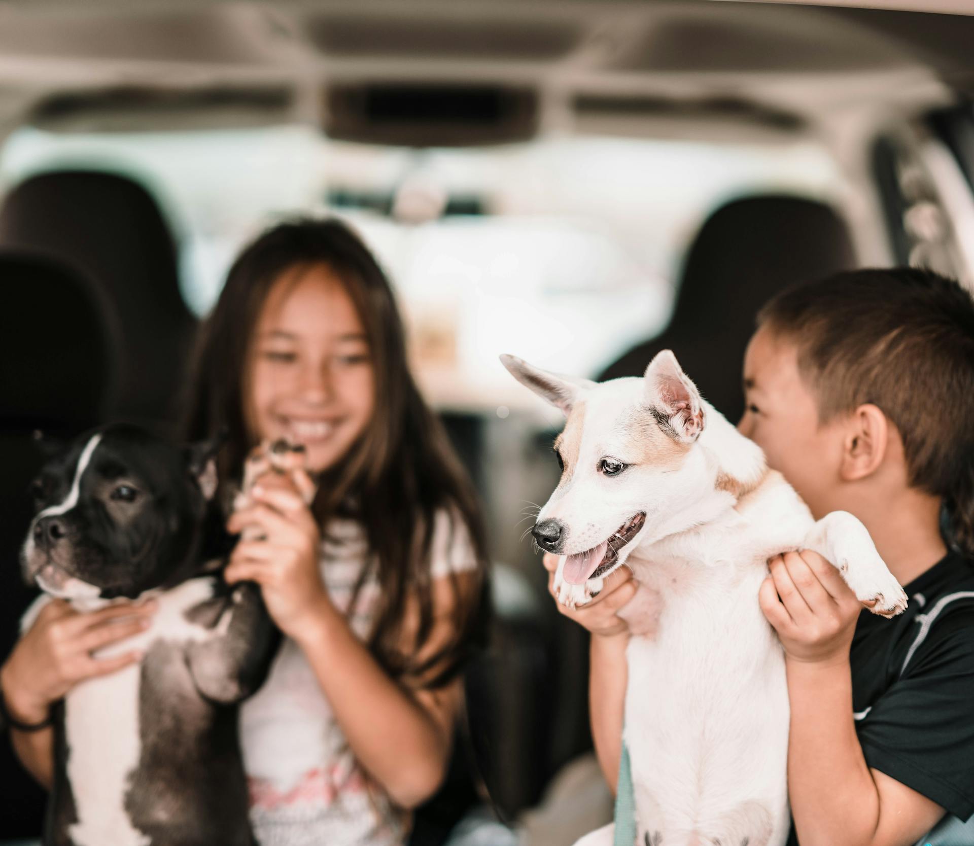 Kids Playing with their Dogs