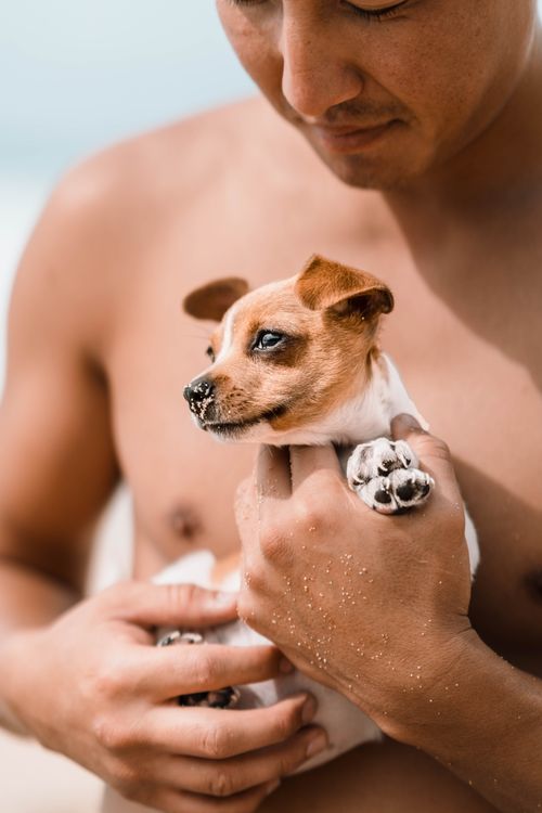 Free Man holding a cute puppy close to his chest during a relaxing beach day. Stock Photo