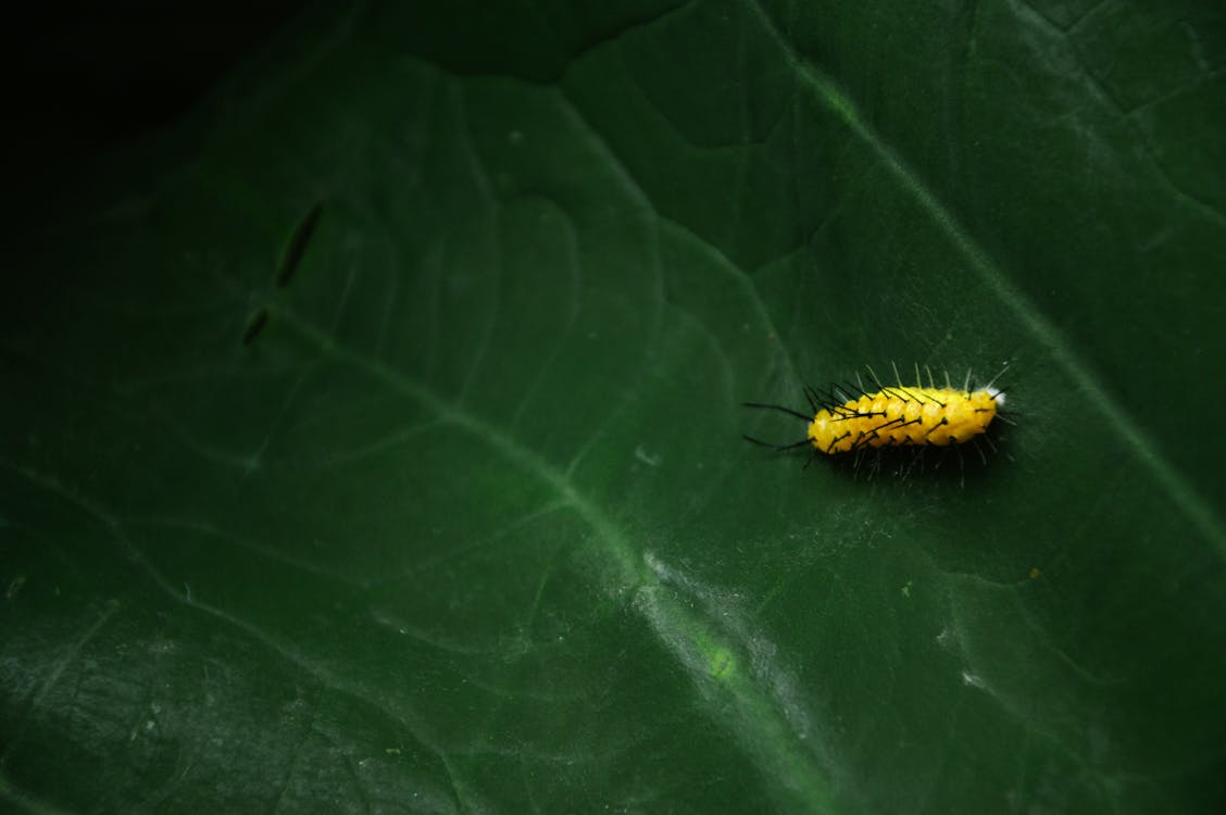 бесплатная Желтая гусеница на зеленом листе Стоковое фото