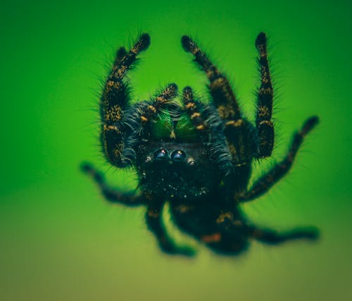 Closeup of dangerous predatory spider with fluffy legs on colorful green background in zoological garden