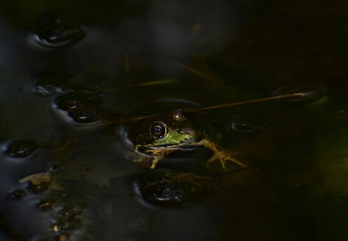 Green frog swimming in water in darkness