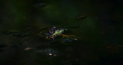 兩棲動物, 動物, 動物學 的 免費圖庫相片