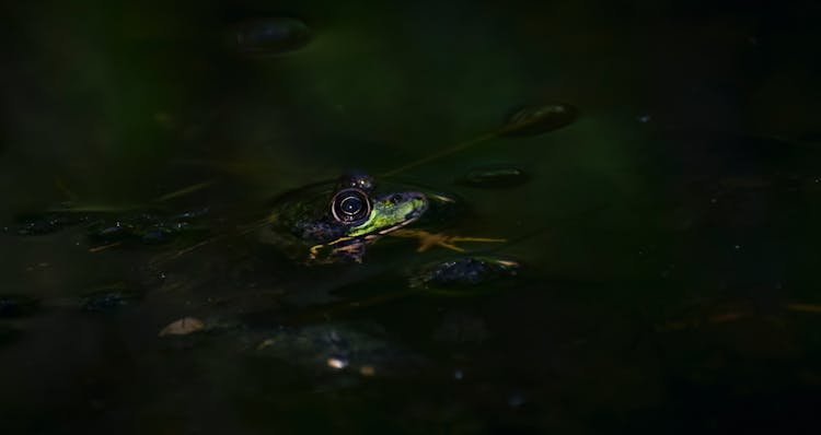 Colorful Frog Swimming In Pond At Night