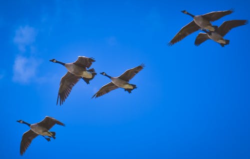 Flock of predatory birds flying in blue sky